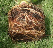 Agave attenuata root ball