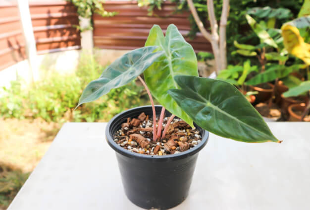 Alocasia ‘Aurora’