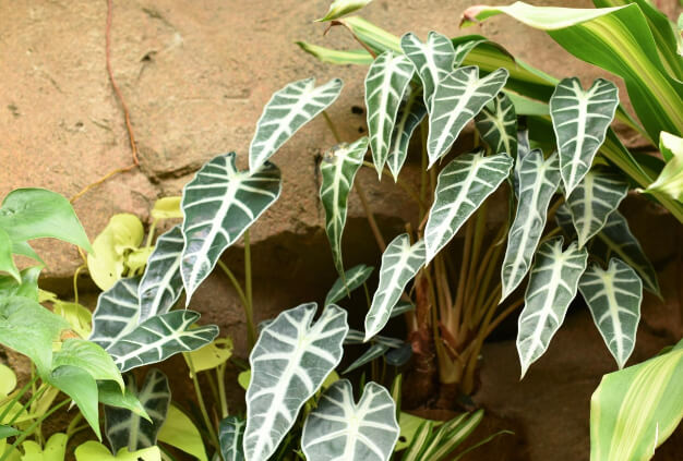 Alocasia ‘Bambino Arrow’