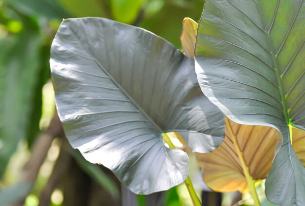 Alocasia alba ‘Silver’ is a beautiful bred cultivar of this species, which continues to exhibit the fanned out ribbing, but with a truly unique white colouring across the enter leaf