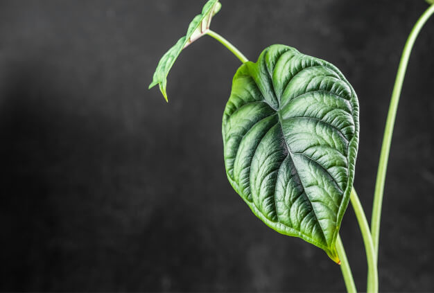 Alocasia ‘Dragon Scale’ has such an intense structure that it forms ridges and mounds within itself, including a neat seam that runs right around its edge