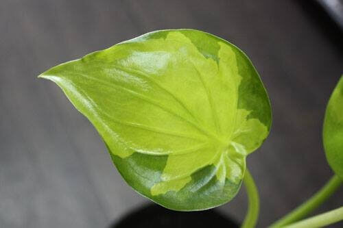 Alocasia cucullata ‘Moon Landing’