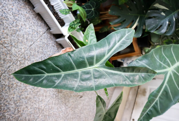 Alocasia heterophylla ‘Green Veins’ leaf form will always provide a wonderful structure, but playful colourations like ‘Green Veins’ make the most of that structure by enhancing natural pigmentations