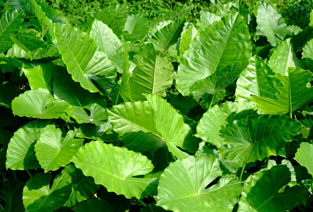 Alocasia odora ‘Indian’