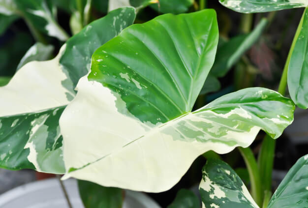 Alocasia odora ‘Okinawa Silver’