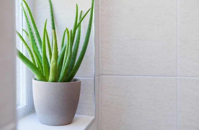 Aloe Vera, one of the most common bathroom plant