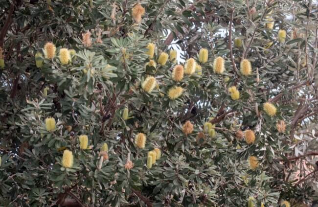 Banksia, Australian shrubs