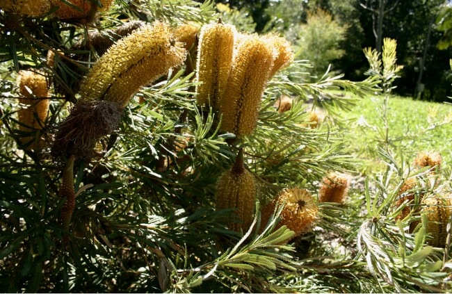 Banksia, used as ground cover
