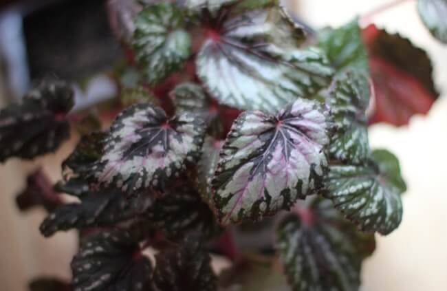 Begonia as plants for terrariums