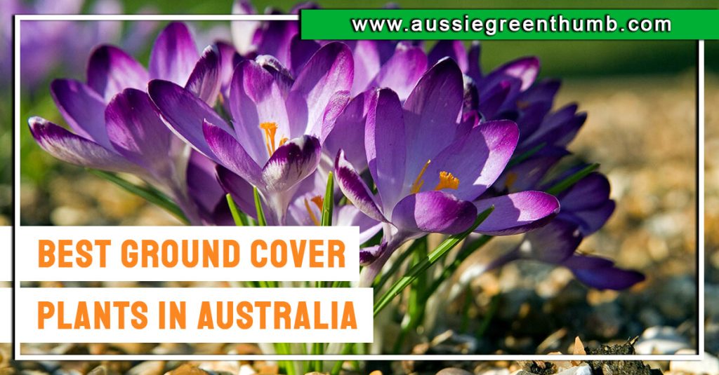 Best Ground Cover Plants in Australia