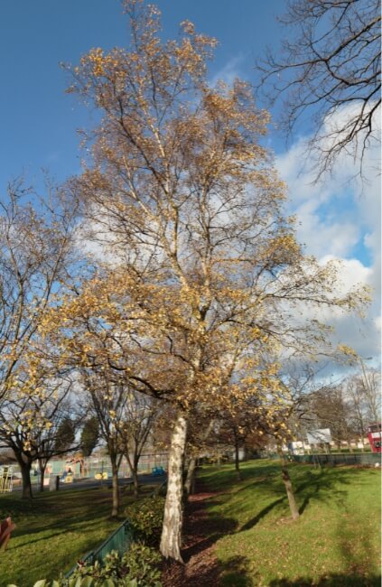 Betula pendula, also known as Silver Birch Tree