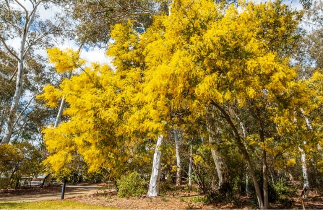 Blooming Acacia pycnantha feature tree