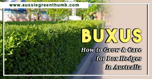Buxus: How to Grow and Care for Box Hedges in Australia