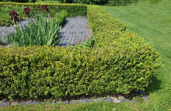 Buxus, better known as Box