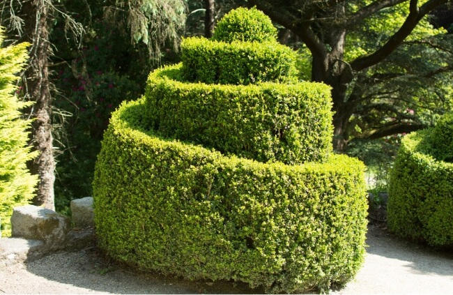 Buxus trimmed in a spiral shape