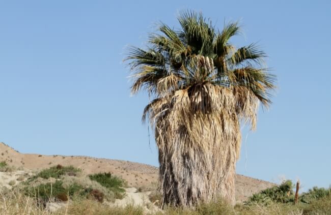 California fan palm