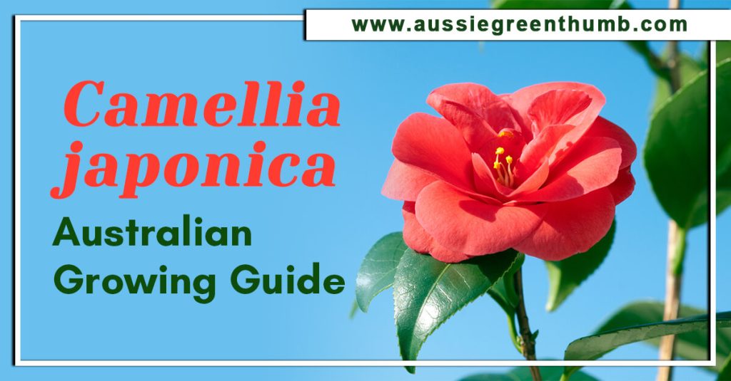 Camellia japonica: Australian Growing Guide