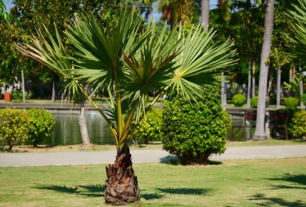 Chamaerops humilis also known as European fan palm