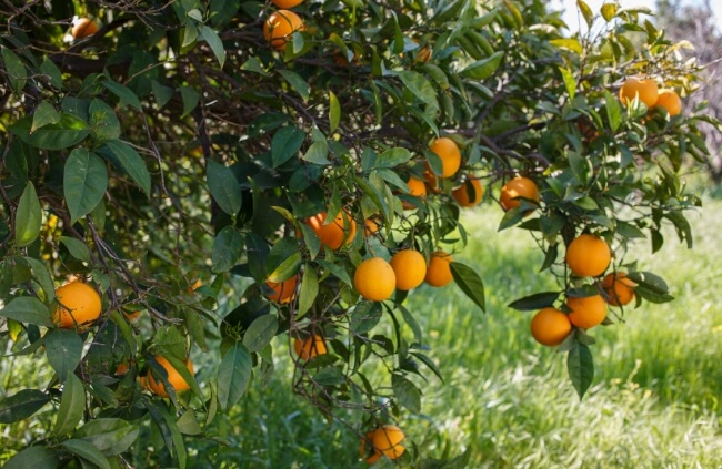 Citrus Tree Fruits