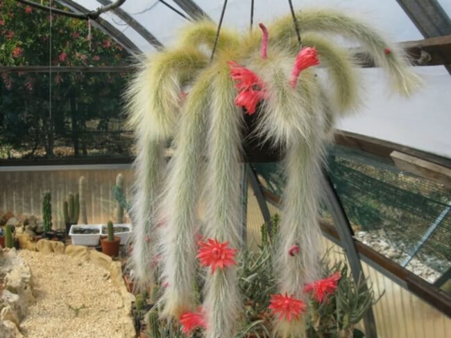 Cleistocactus Colademononis commonly known as Monkey Tail Cactus