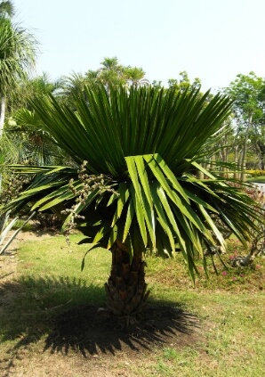 Copernicia fan palm
