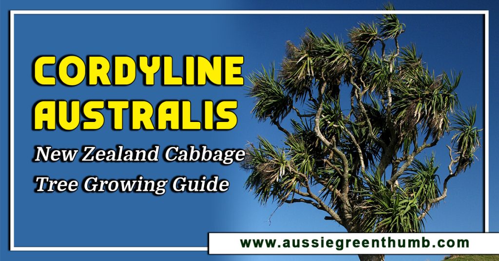 Cordyline australis: New Zealand Cabbage Tree Growing Guide