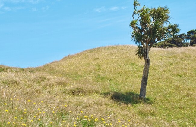Cordyline australis on a hill
