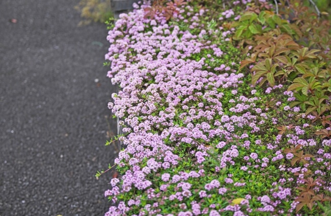 Creeping Thyme, an exceptionally tough ground cover plant