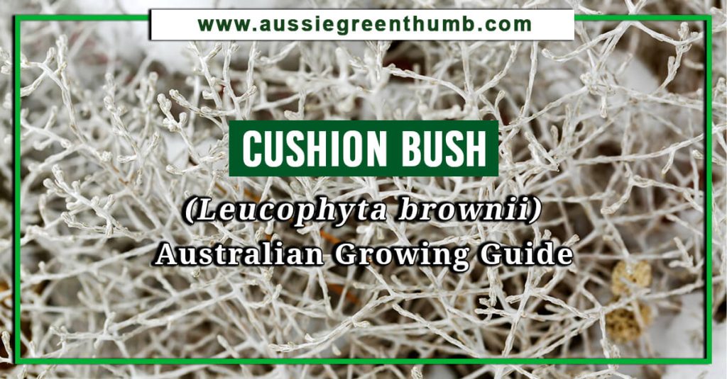 Cushion Bush (Leucophyta brownii) Australian Growing Guide