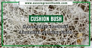 Cushion Bush (Leucophyta brownii) Australian Growing Guide