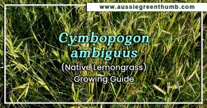 Cymbopogon ambiguus (Native Lemongrass) Growing Guide