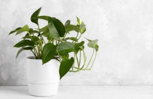 30 Best Bathroom Plants to Grow in Australia