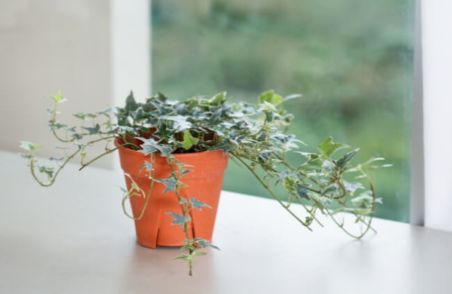 English ivy is one of the most effective mould-preventing plants for a bathroom