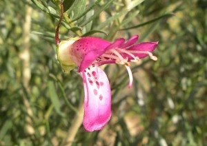 Eremophila alternifolia x maculata hybrid