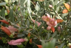 Eremophila maculata Apricot