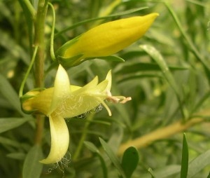 Eremophila maculata ‘Aurea’