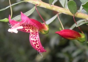 Eremophila maculata Red