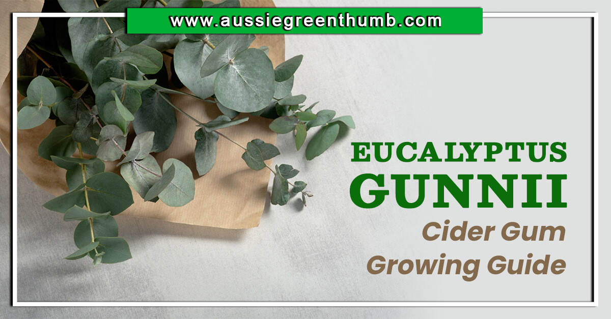 Eucalyptus gunnii: Cider Gum Growing Guide