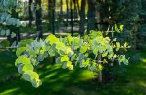 Eucalyptus gunnii leaves