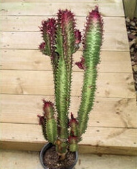 Euphorbia trigona 'purpurea'