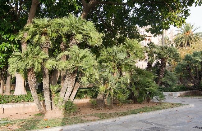 Fan Palm Varieties