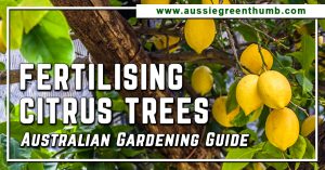 Fertilising Citrus Trees: Australian Gardening Guide