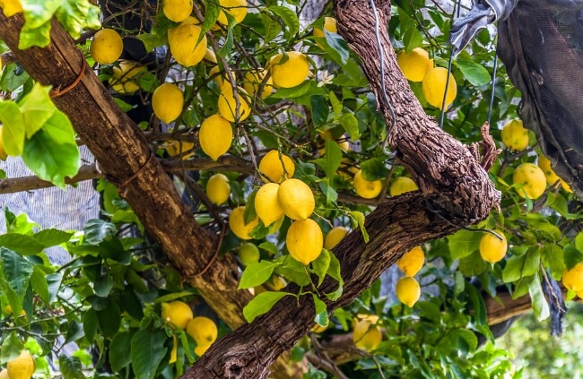Fertilising Citrus Trees