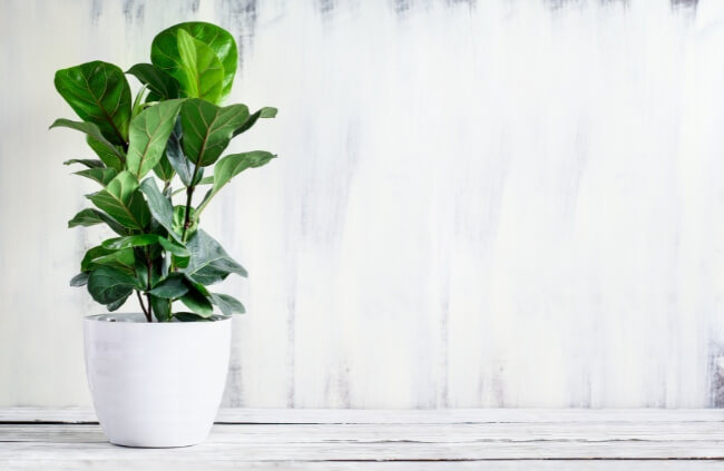 Ficus lyrata can benefit from the extra ambient moisture in your bathroom