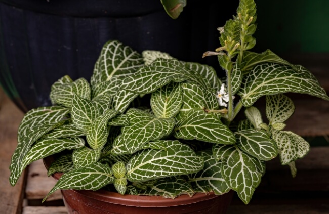 Fittonia are great for any type of terrarium