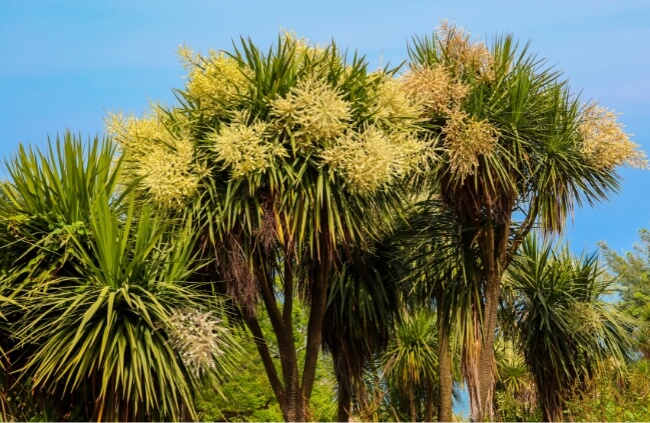 Cordyline australis, also known as New Zealand cabbage tree
