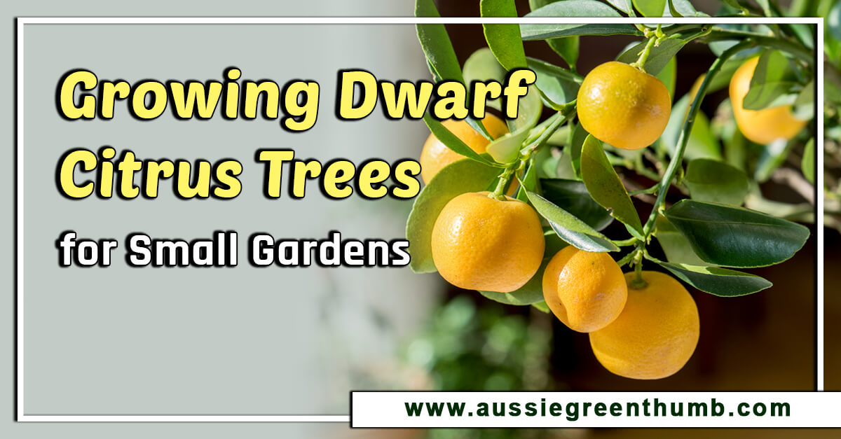 Growing Dwarf Citrus Trees for Small Gardens AGT
