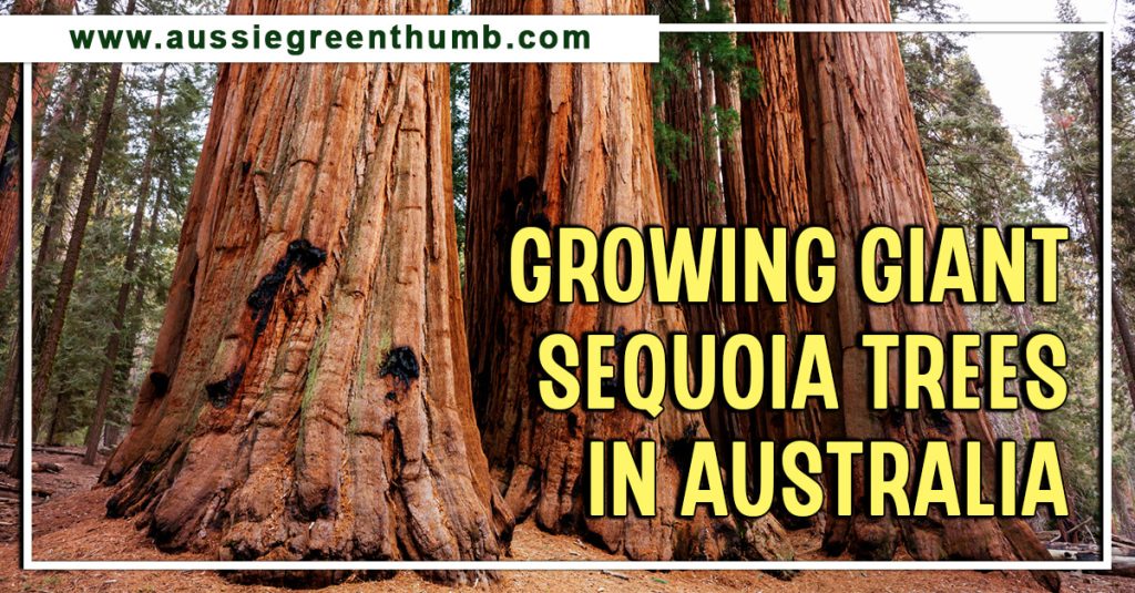 Growing Giant Sequoia Trees in Australia