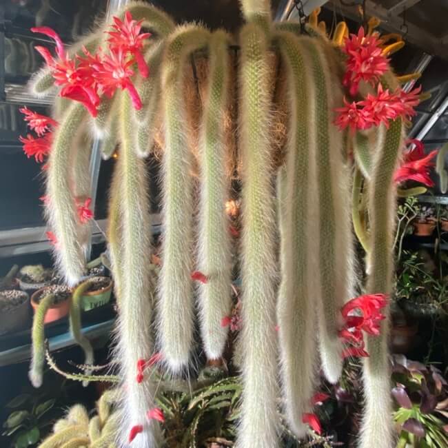Growing Monkey Tail Cactus in Australia
