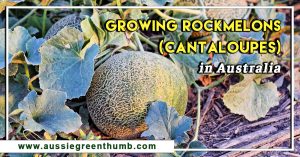 Growing Rockmelons (Cantaloupes) in Australia